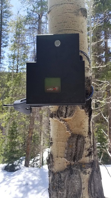 Acoustic recording unit (ARU) attached to a tree at one of the burn sites.